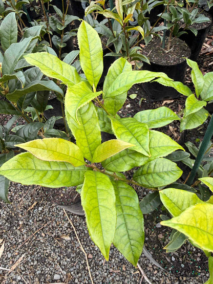 Close-up of Osmanthus Fragrans Aurantiacus with leaves in an outdoor setting