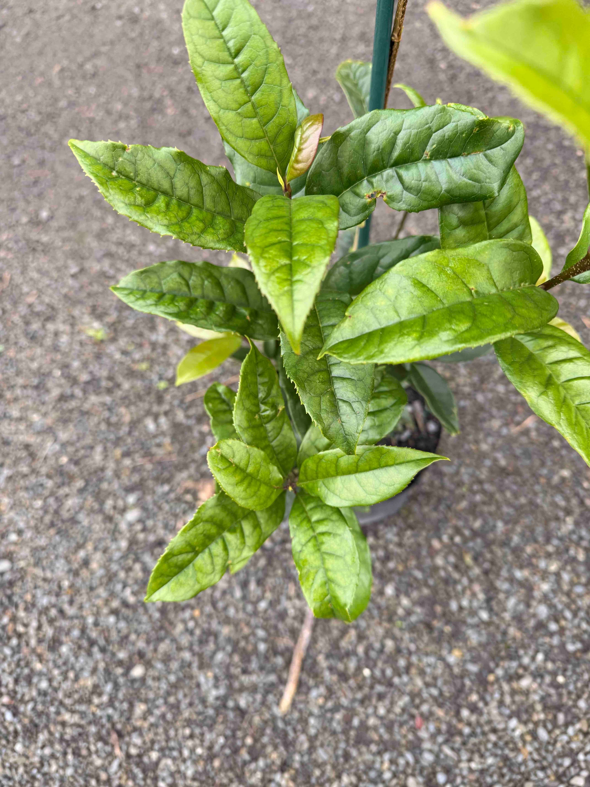 Green leaves on a Osmanthus Fragrans Aurantiacus against a gray pavement background