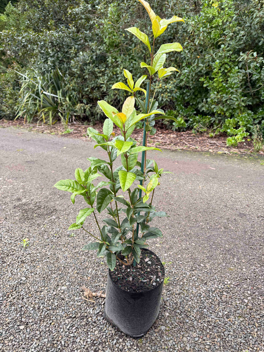 Potted Osmanthus Fragrans Aurantiacus on a gravel surface with greenery in the background