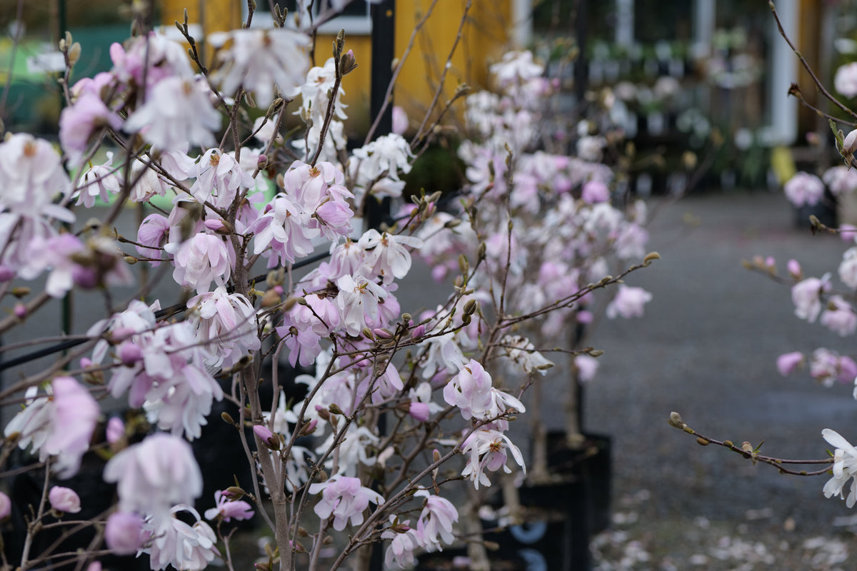 Magnolia Waterlily