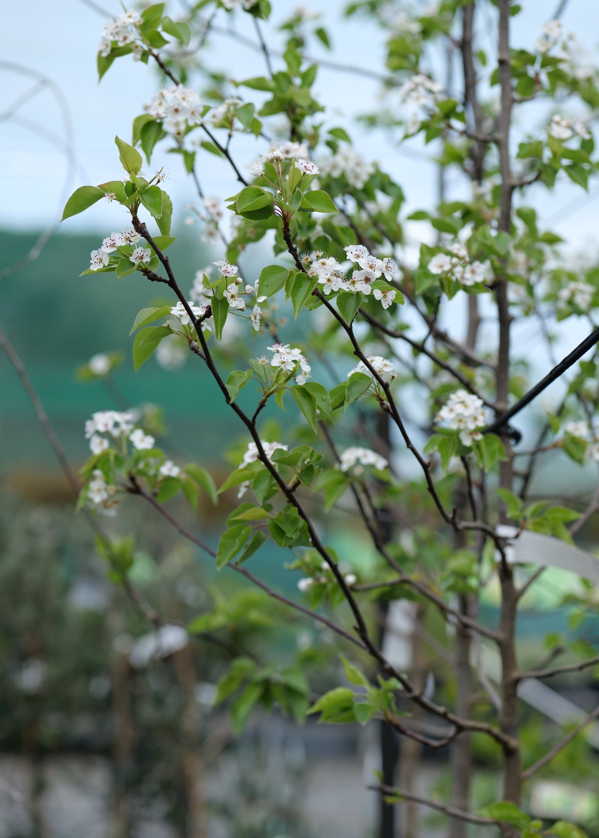 A close-up view of a flowering Pyrus calleryana 'Bradford' branches with small white blossoms and green leaves, photographed outdoors with a softly blurred natural background.