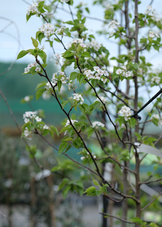 A close-up view of a flowering Pyrus calleryana 'Bradford' branches with small white blossoms and green leaves, photographed outdoors with a softly blurred natural background.