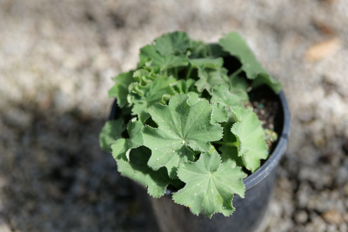 A small green Alchemilla Thriller in a black plastic nursery pot, photographed outdoors against a blurred gravel and stone background.