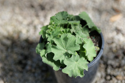A small green Alchemilla Thriller in a black plastic nursery pot, photographed outdoors against a blurred gravel and stone background.
