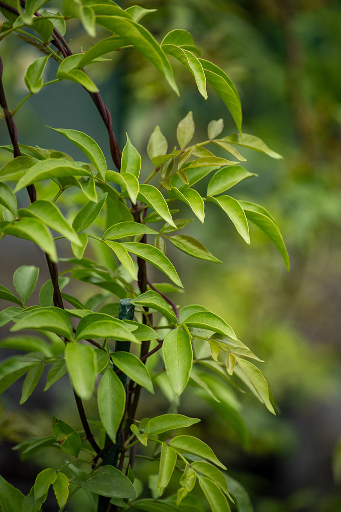 Pandorea Pandorana Snowbells
