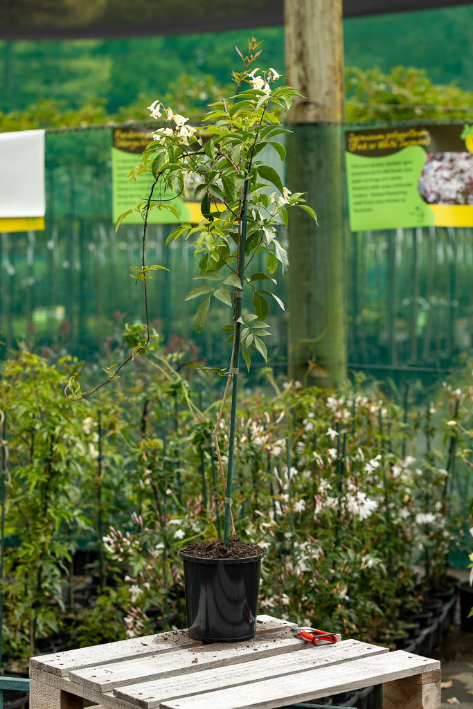 Pandorea Pandorana Snowbells
