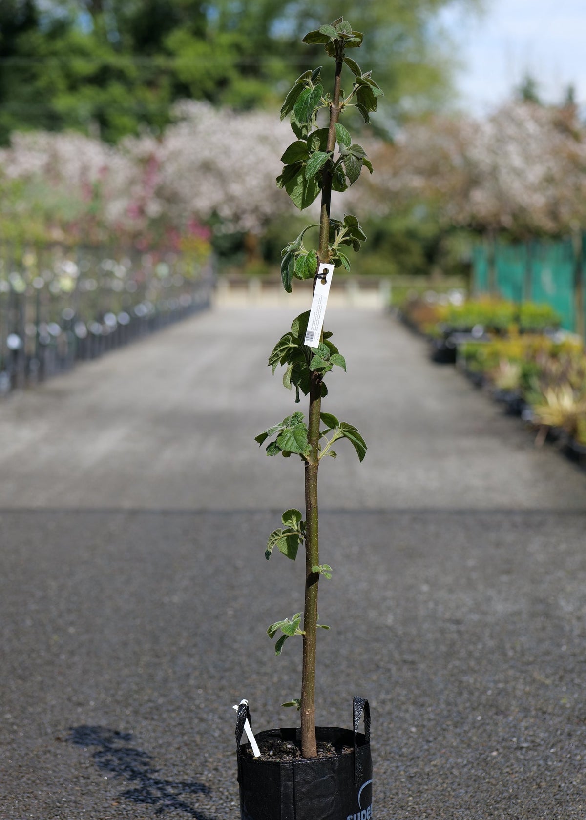 A Paulownia elongata tree in a black nursery bag, standing on a gravel path in a garden center with blooming trees blurred in the background.