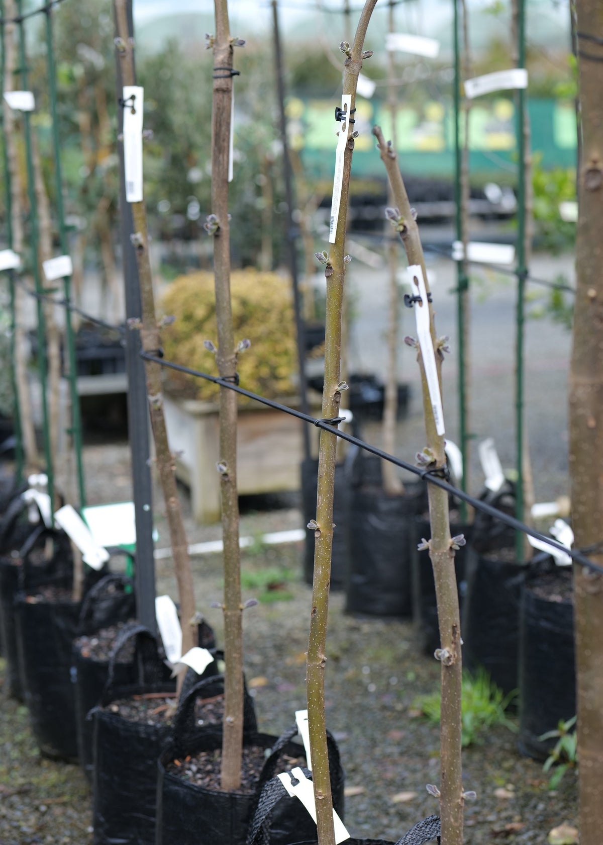 A row of young Paulownia elongata in black grow bags, standing upright in a nursery or greenhouse setting with fencing and other plants in the background.