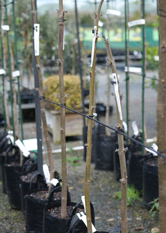 A row of young Paulownia elongata in black grow bags, standing upright in a nursery or greenhouse setting with fencing and other plants in the background.
