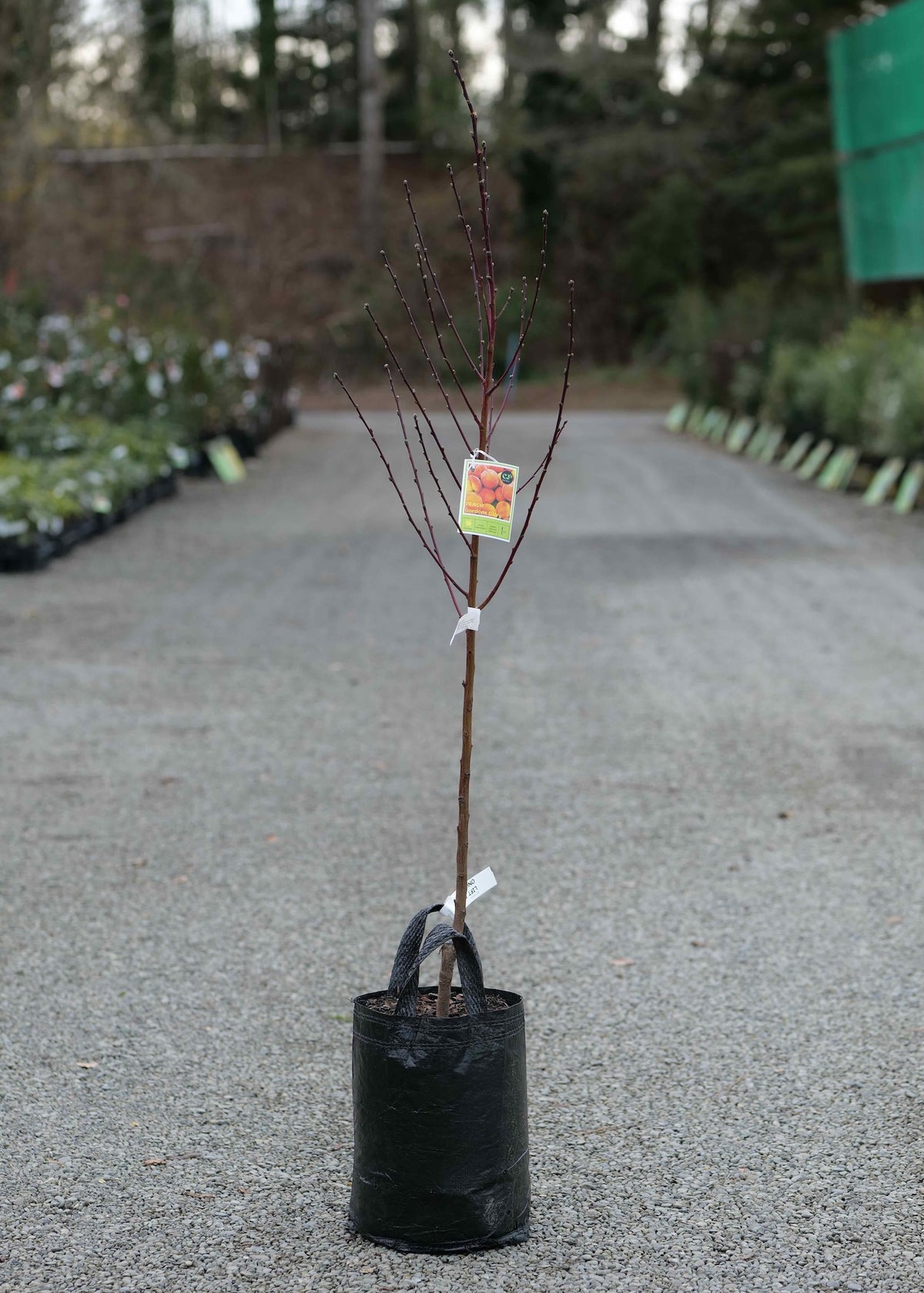A Peach Gordons Glory in a black plastic nursery bag, standing on a gravel path in an outdoor nursery or garden center.