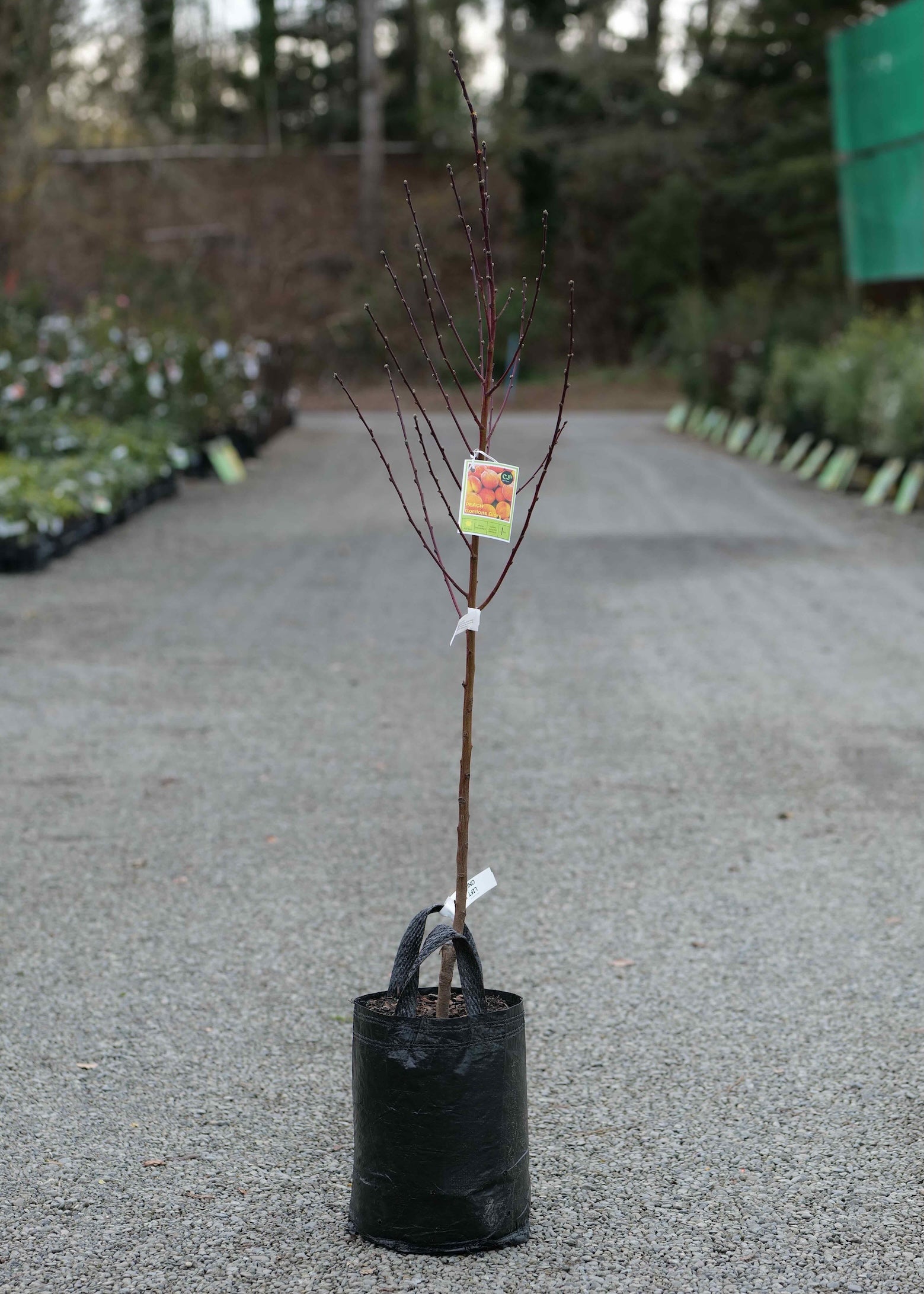A Peach Gordons Glory in a black plastic nursery bag, standing on a gravel path in an outdoor nursery or garden center.