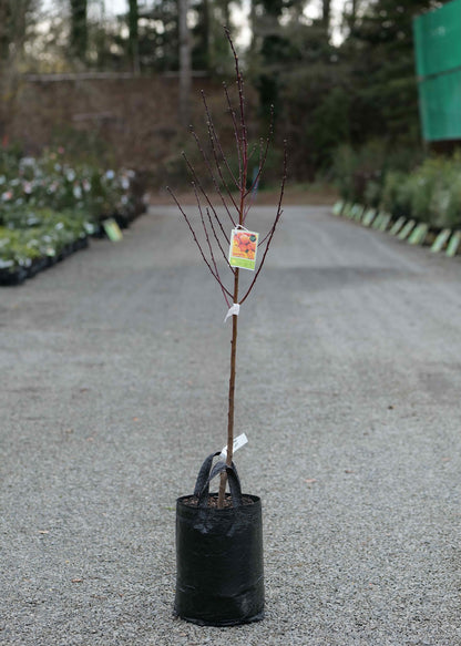 A Peach Gordons Glory in a black plastic nursery bag, standing on a gravel path in an outdoor nursery or garden center.