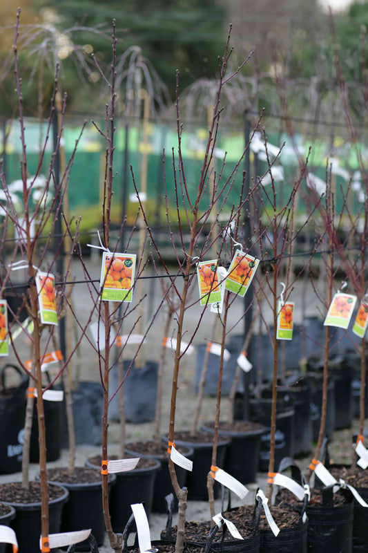 A row of bare Peach Gordons Glory fruit trees in black nursery pots, each with a small hanging tag showing fruit imagery, photographed in a nursery or garden center setting.