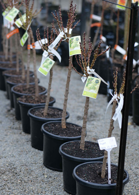 A row of Peach Pixie in black nursery pots on a gravel surface, each with a small green tag attached near the trunk.
