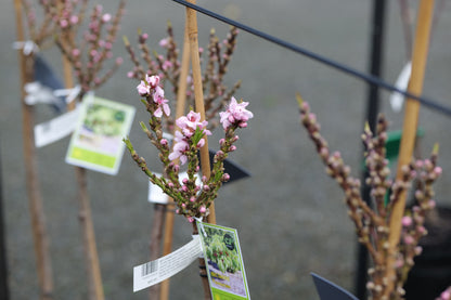 A potted flowering Peach Pixzee with small pink blossoms and green leaves, shown on a stake with a product tag attached, photographed in a nursery or garden center setting.