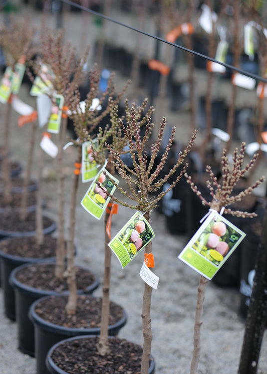 A row of Peach Rose Chiffon potted ornamental trees or shrubs in black nursery pots, each with a small product tag attached, photographed in a nursery or garden center setting.