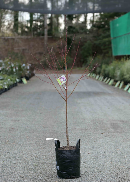 A Peach Snow Grace in a black grow bag nursery pot, standing on a gravel path in a nursery or garden center.