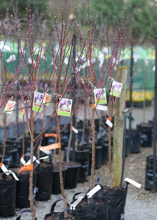 Several bare Peach Snow Grace tree plants in black nursery bags with small product tags, photographed outdoors in a nursery or garden center setting.