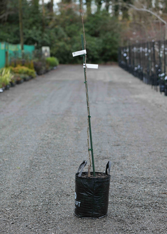 A Pear Doyenne Du Comice standing upright in a black plastic nursery bag on a gravel path in a nursery or garden center.
