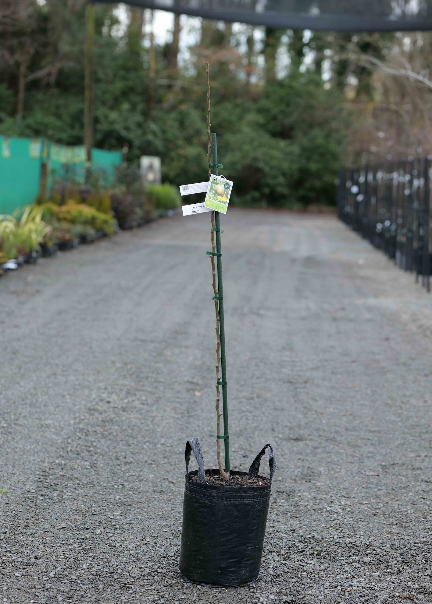 A Pear Winter Nelis in a black plastic nursery bag, standing on a gravel path in a garden center or nursery.