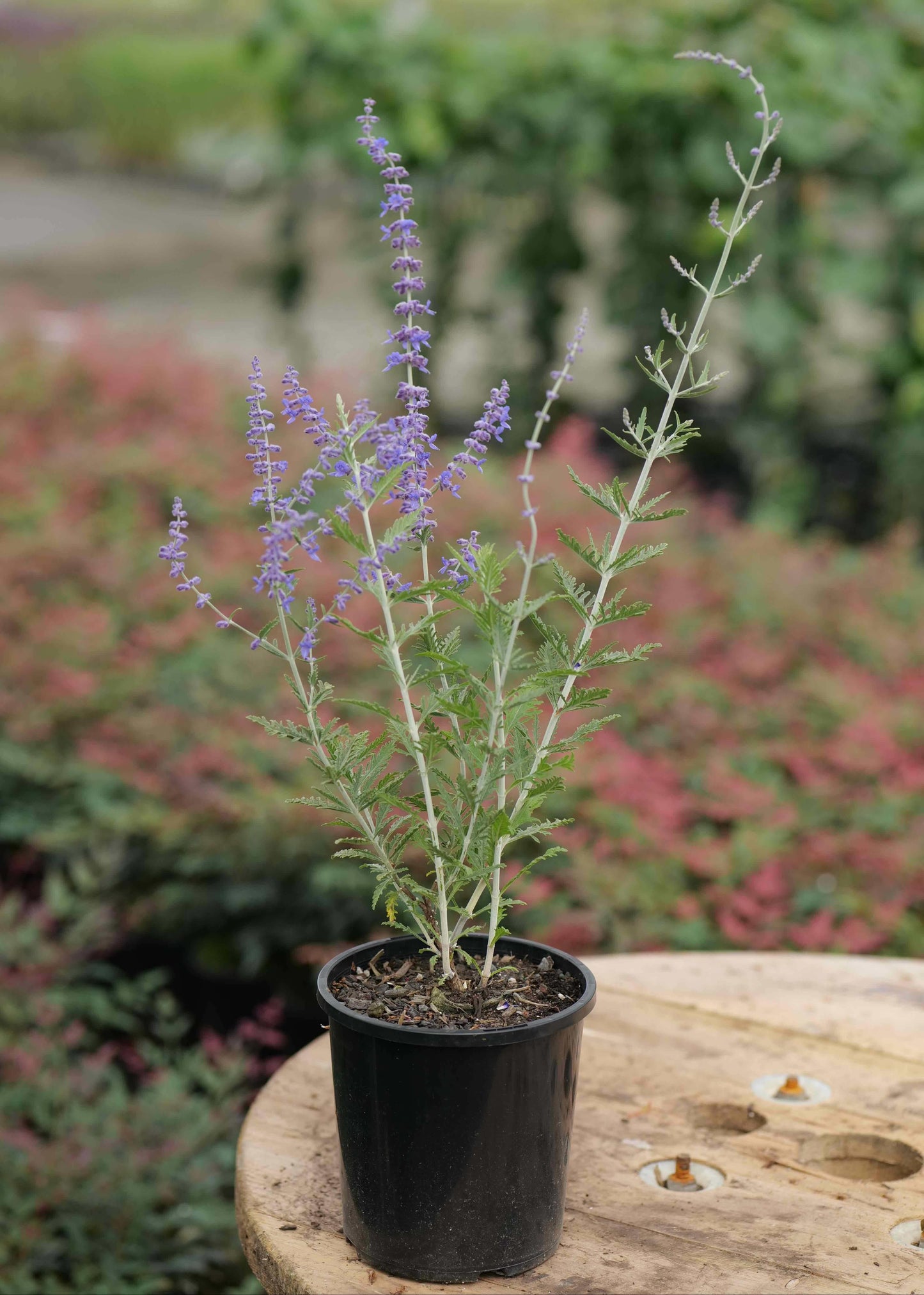 Potted plant with purple flowers on a wooden surface with blurred garden background