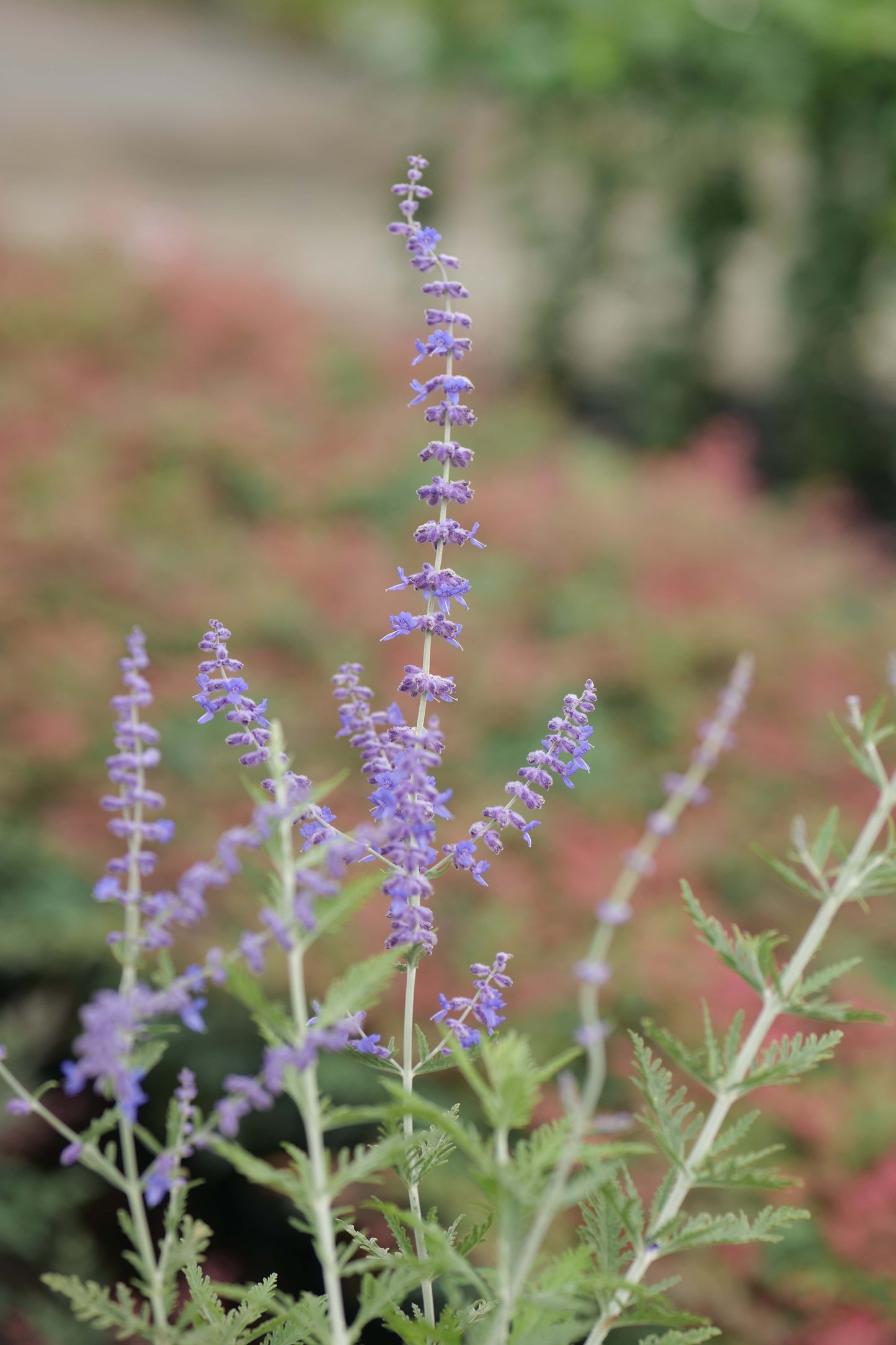 Perovskia Atriplicifolia