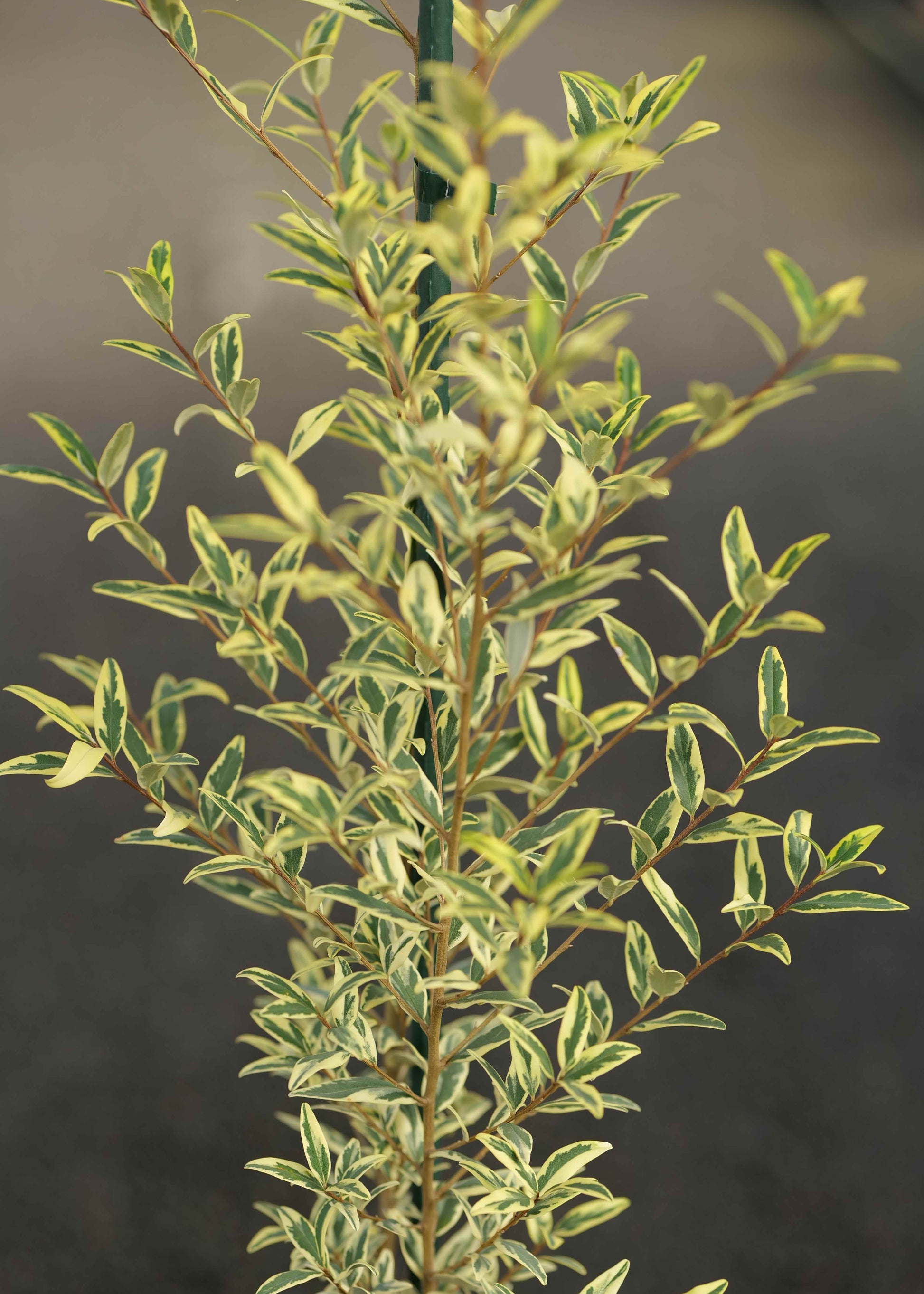 A close-up of a Pheballium Illumination with small oval leaves in green, cream, and pale yellow tones, growing along a dark support stake against a blurred dark grey background.