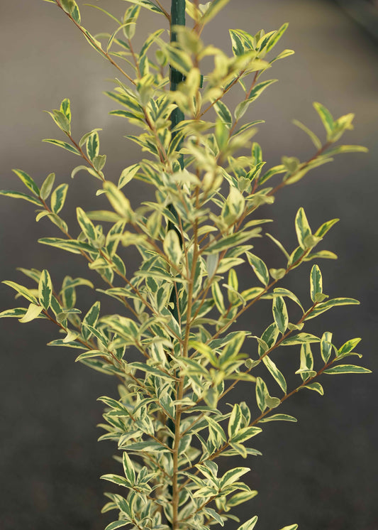 A close-up of a Pheballium Illumination with small oval leaves in green, cream, and pale yellow tones, growing along a dark support stake against a blurred dark grey background.