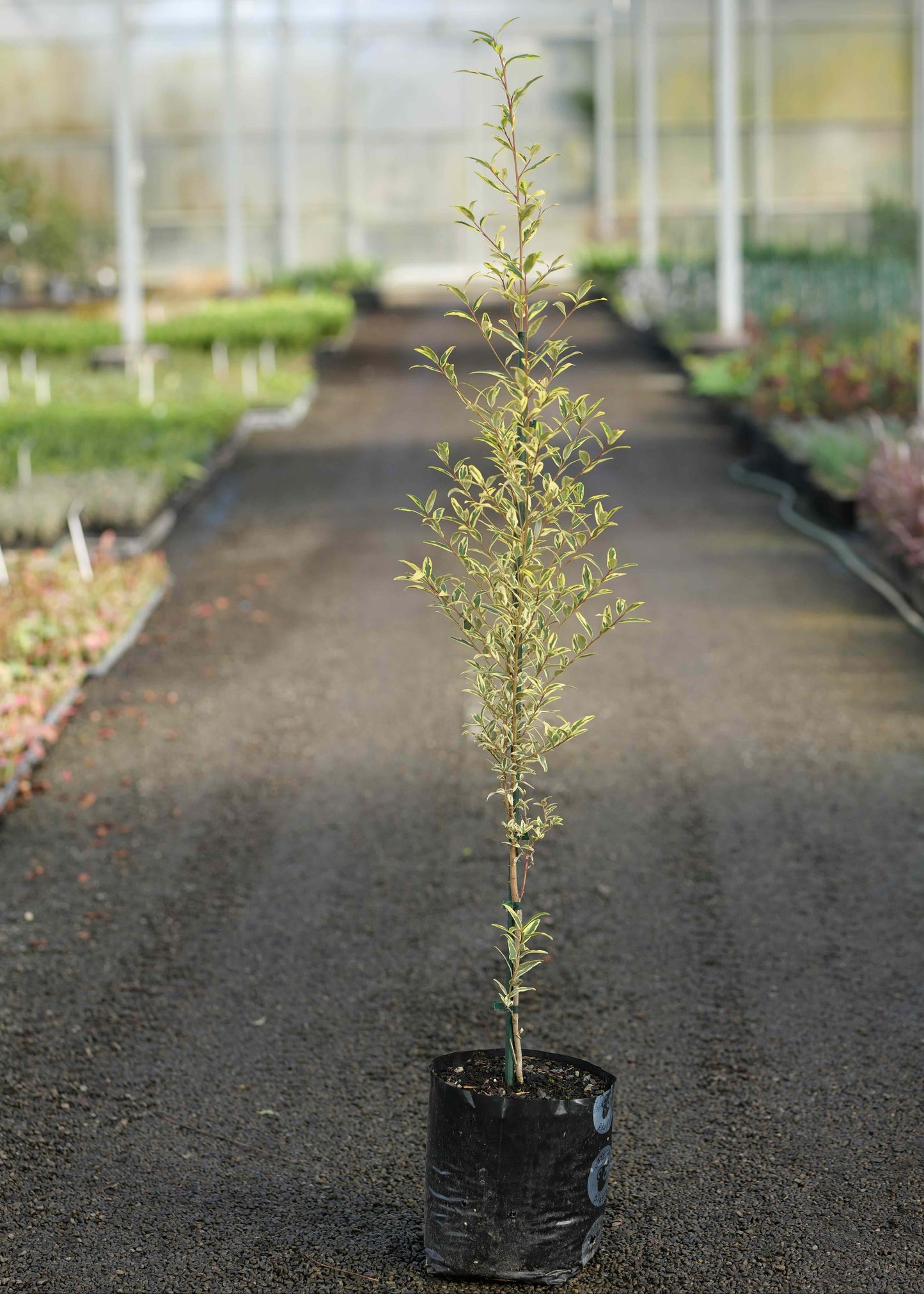 A Pheballium Illumination in a black nursery bag, standing on a dark pathway inside a greenhouse.