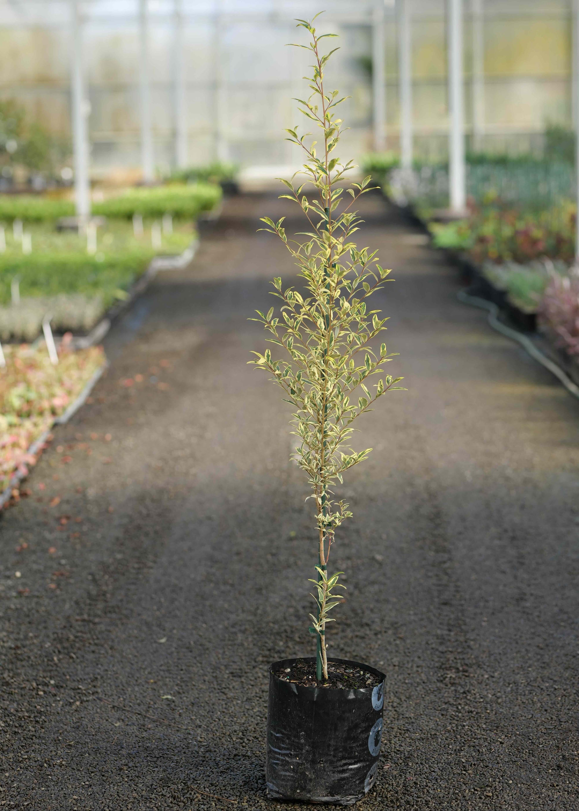 A Pheballium Illumination in a black nursery bag, standing on a dark pathway inside a greenhouse.