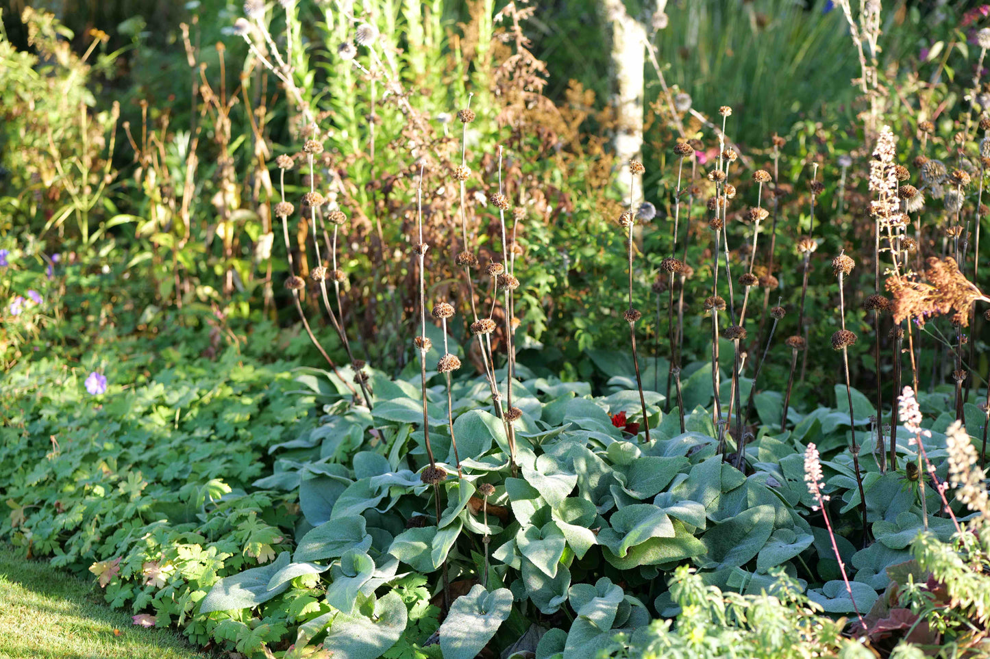 Garden with autumn Phlomis Russellianian and flowers in a natural setting