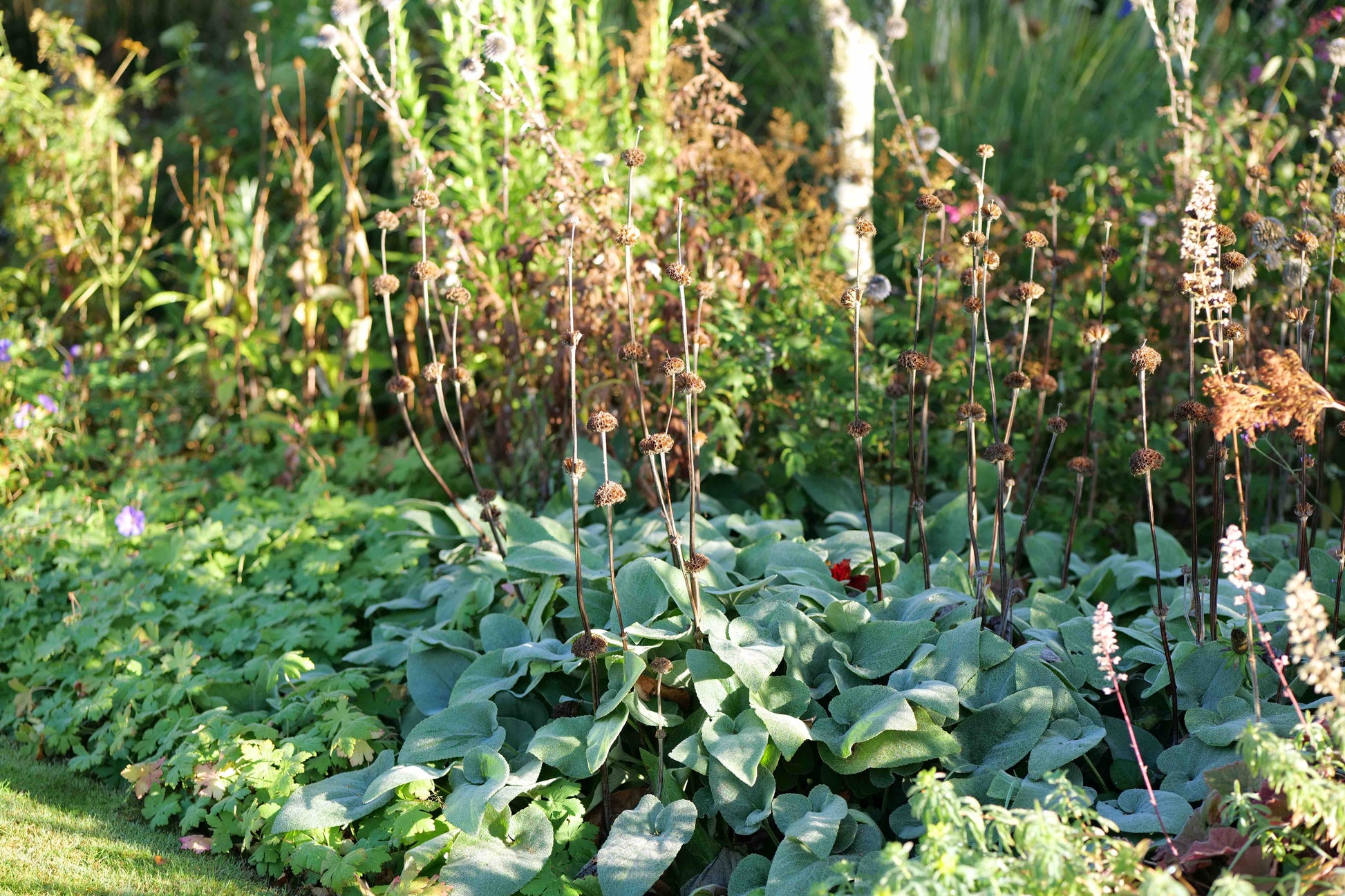 Garden with autumn Phlomis Russellianian and flowers in a natural setting