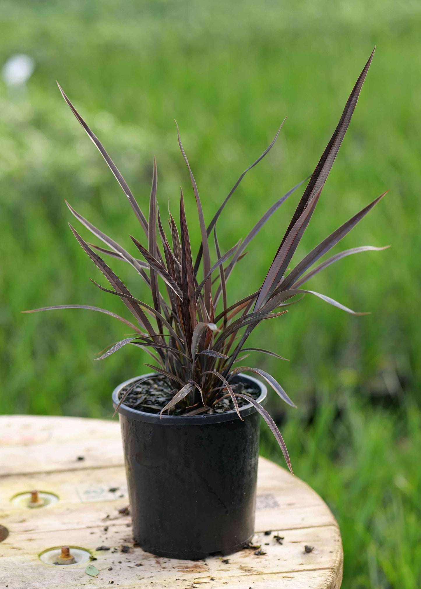 Phormium Black Beauty NZ Native flax potted up on a wooden board with a blurred background
