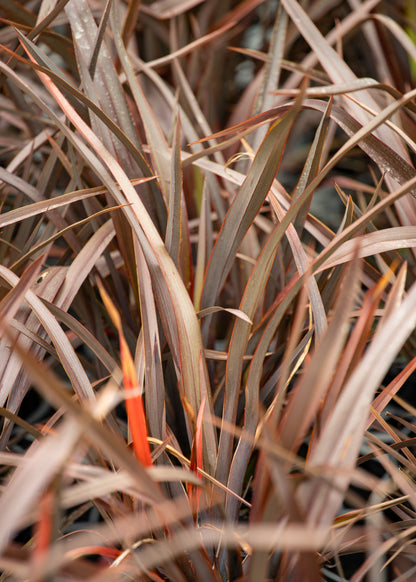 Phormium Bronze Baby