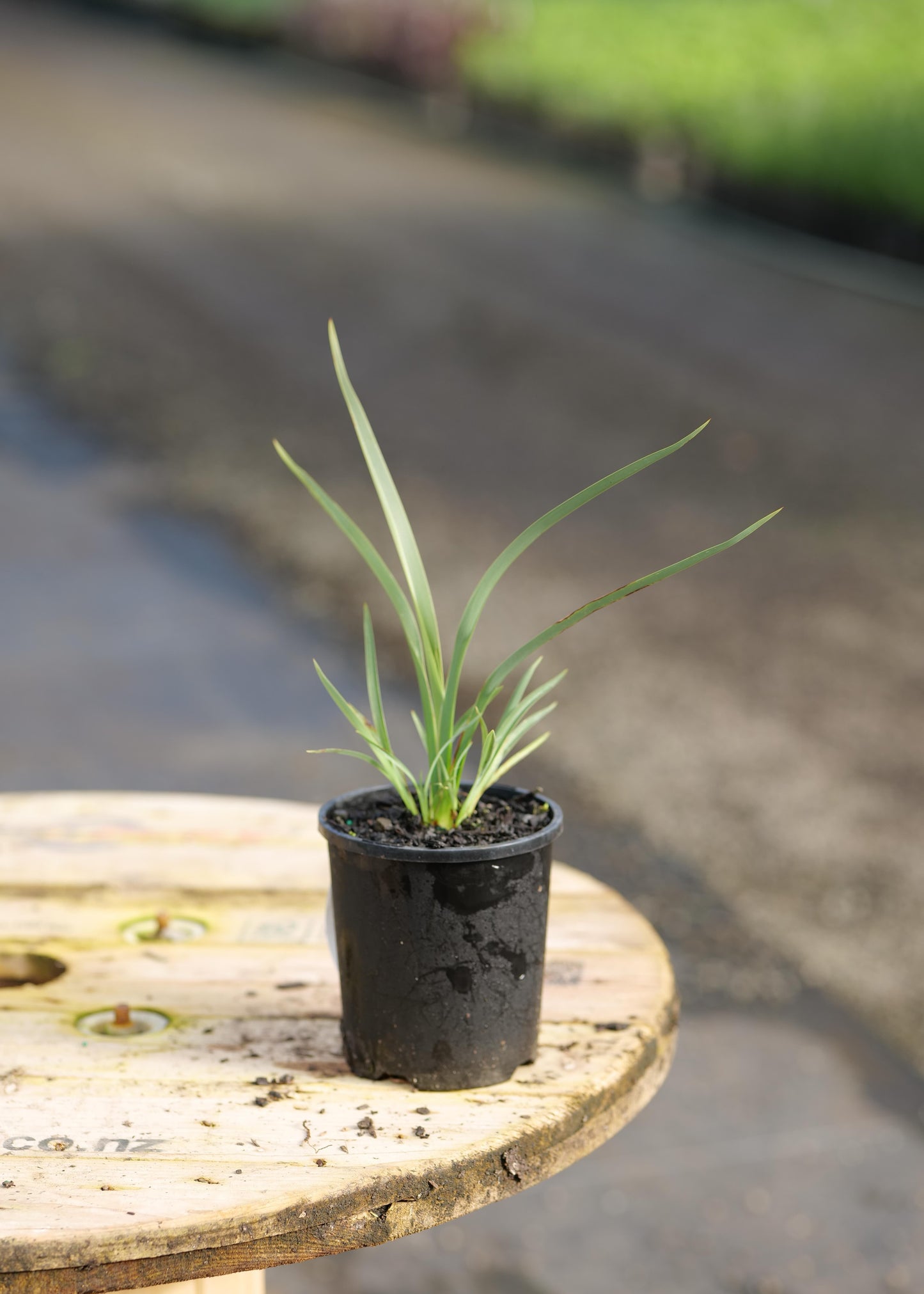 Phormium Emerald Gem in a black pot