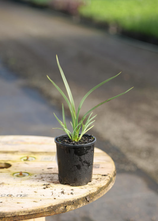 Phormium Emerald Gem in a black pot