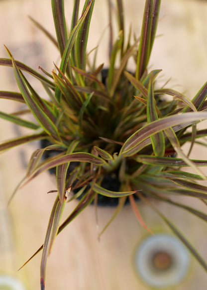 Phormium Green tiger - Dwarf NZ Native Flax - foliage close up with brown leaves with green strips on the edge