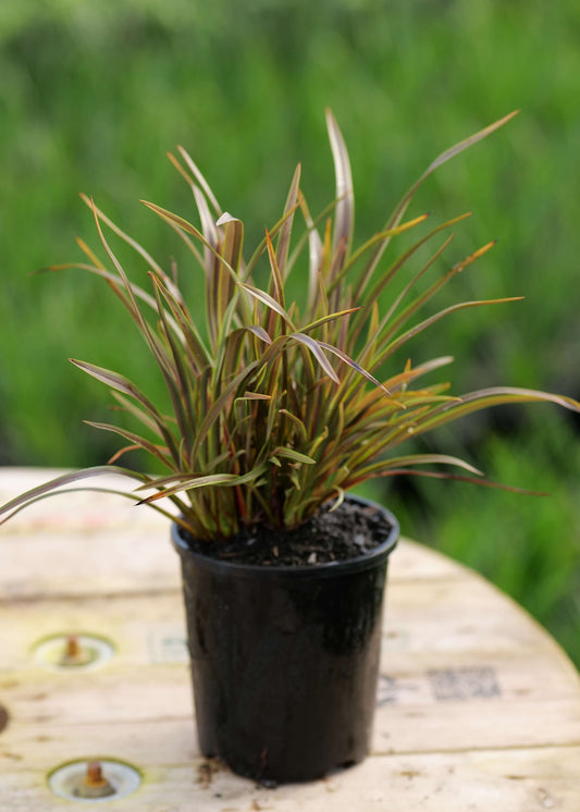 Dwarf Flax Phormium Green Tiger in a pot on a wooden background