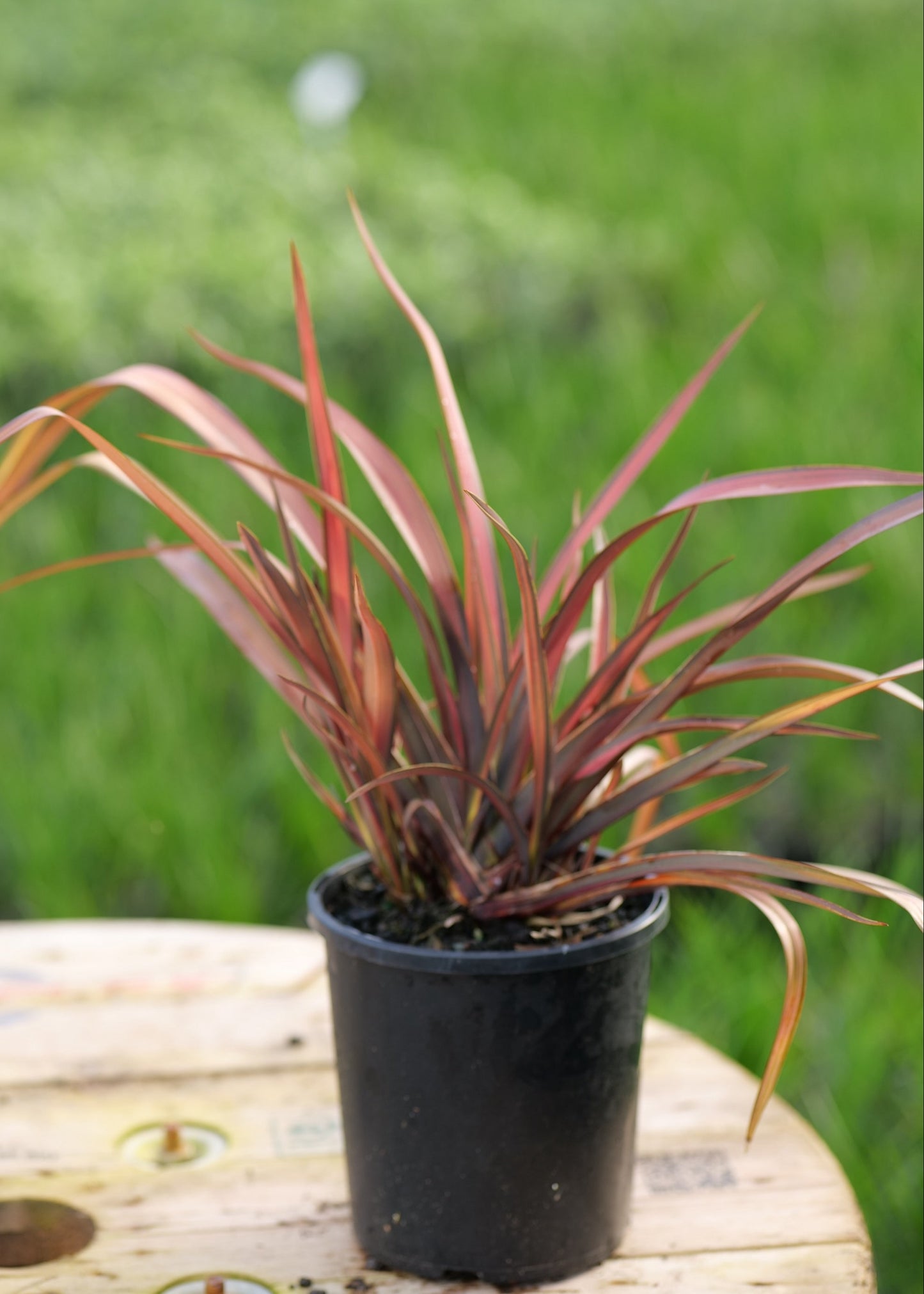 NZ Native Flax Phormium Pink Panther -Pink flax with brown foliage potted up on a wooden board with a blurred green background