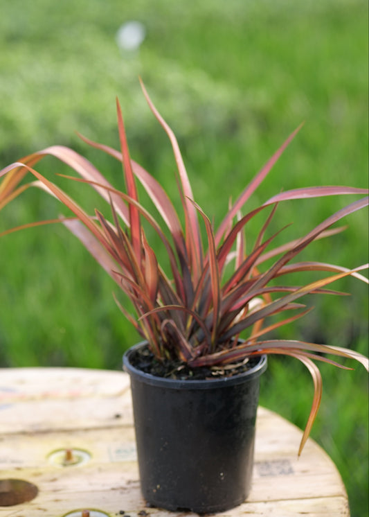 NZ Native Flax Phormium Pink Panther -Pink flax with brown foliage potted up on a wooden board with a blurred green background