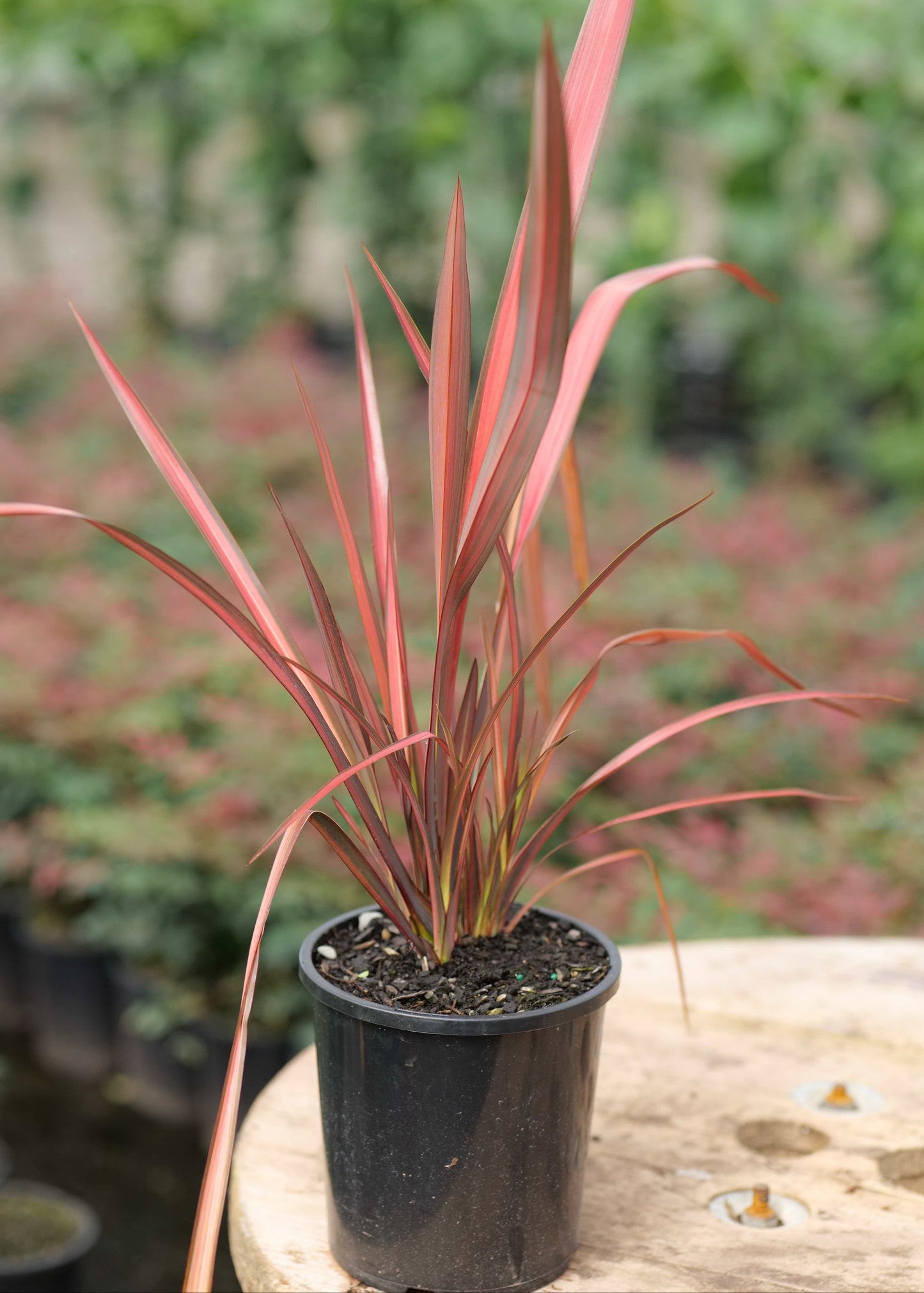 Phormium Rainbow Maiden