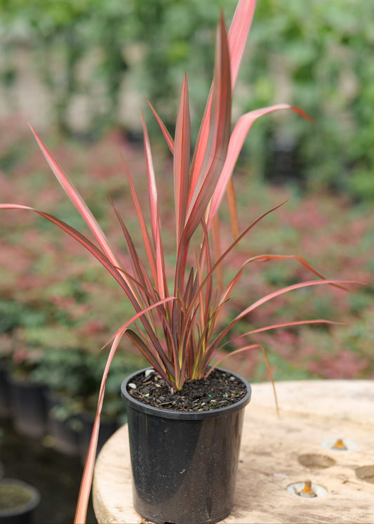 Phormium Rainbow Maiden