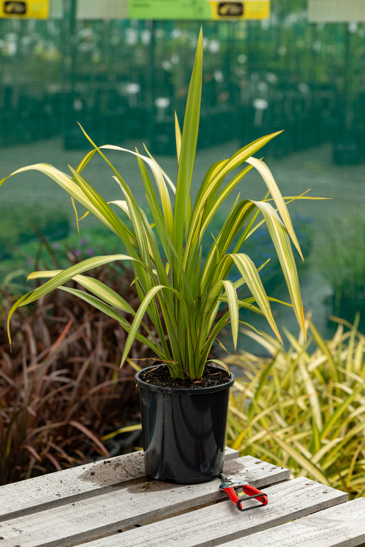 Phormium Yellow Wave