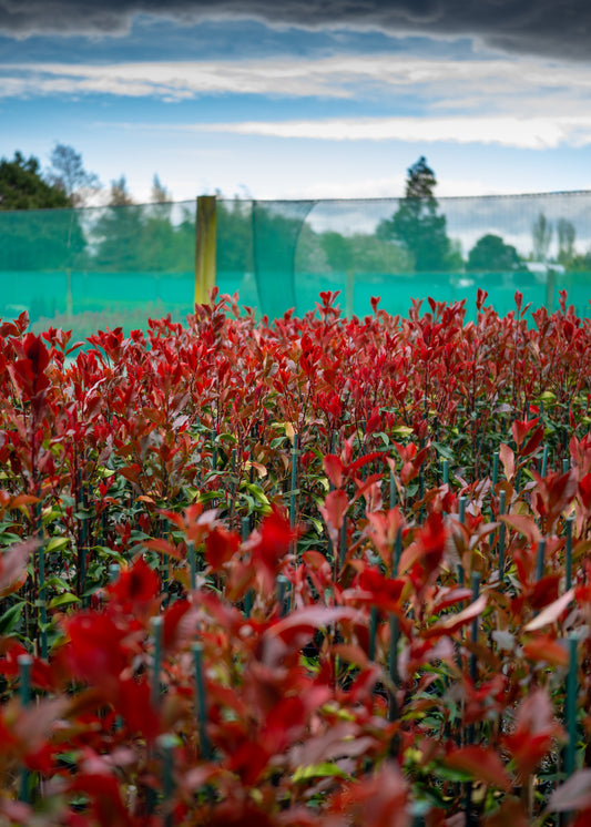 Photinia Super Red crop
