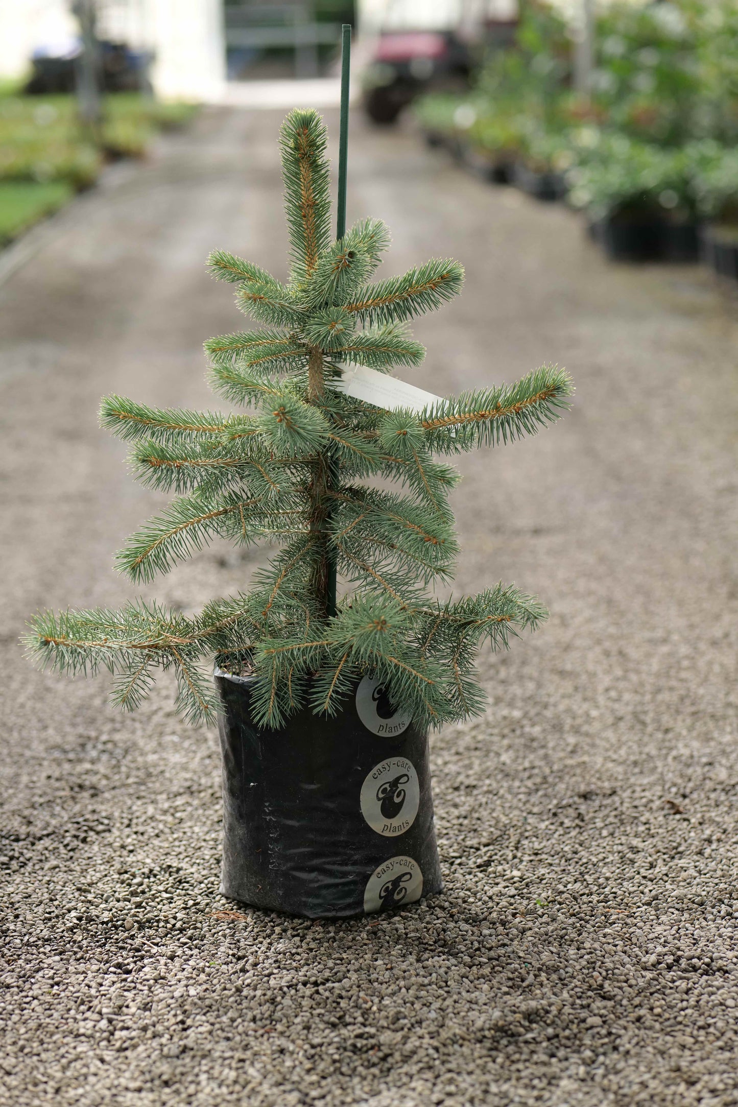 Picea Chihuahuana