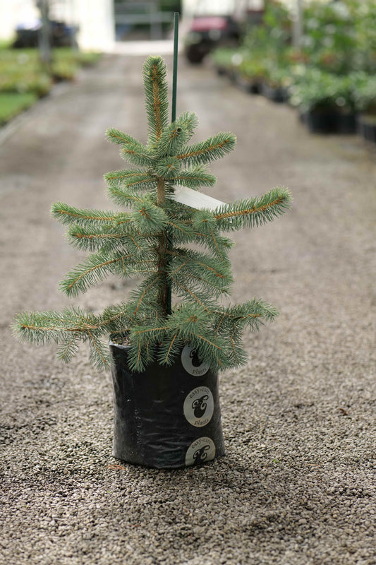Picea Chihuahuana