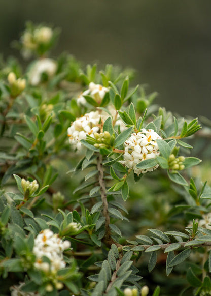 Pimelia Silver Ghost