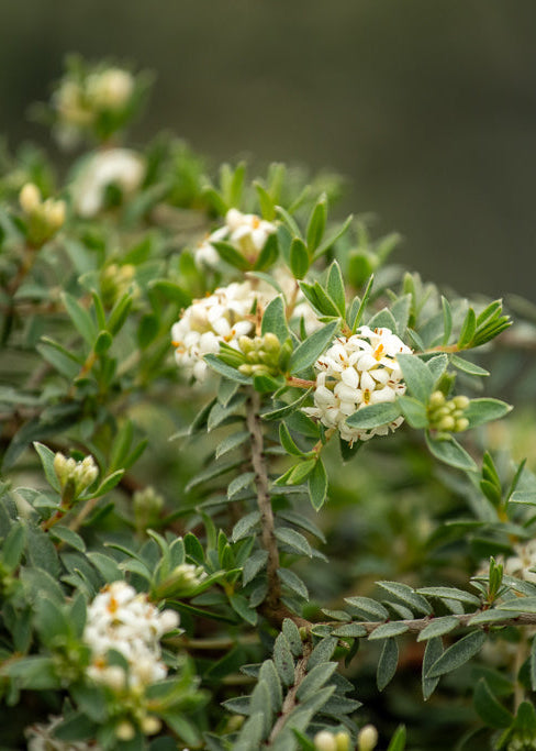 Pimelia Silver Ghost