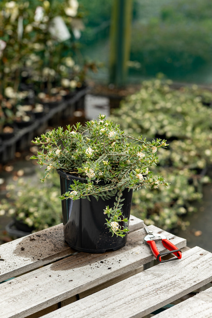 Pimelia Silver Ghost