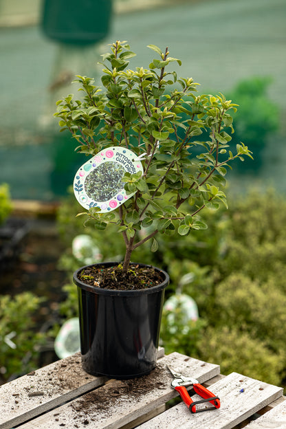 Pittosporum Gum Drop